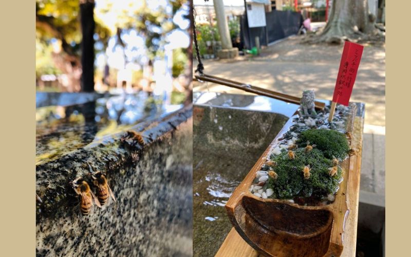 bon-nuoc-cho-loai-ong-tai-den-Hitokotonushi